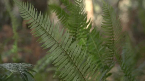 Slow motion ferns in forest Stock Footage 90457141