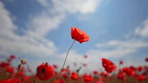 Slow motion field of blooming red poppies on a sunny breezy day. Stock Footage 311949305