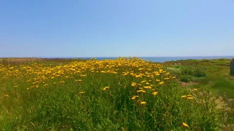 Slow motion field of bright yellow flowers blooming on coastal hill Stock Footage 340455031
