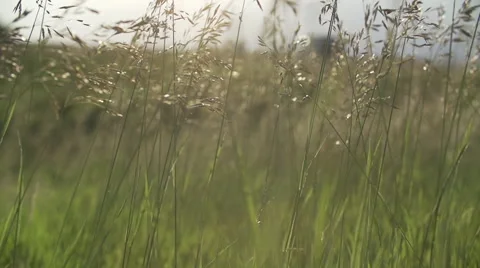 Slow Motion Field Grass Stock Footage 50192538