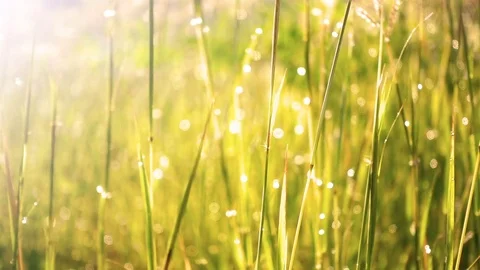 Slow motion. Field of long green grass sway in the breeze with dew drops Stock Footage 74172380