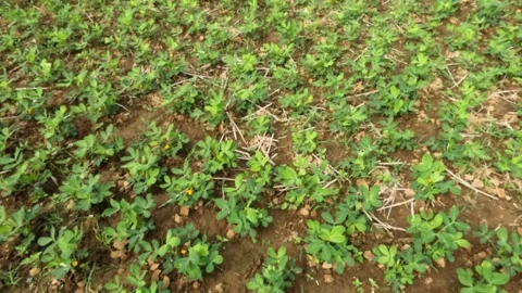 Slow motion of a field planted with peanuts Stock Footage 320915951