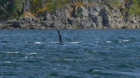 Slow Motion Fin Of Dolphin Seen In Sea While Swimming Against Rock Formation On Stock Footage 155839223