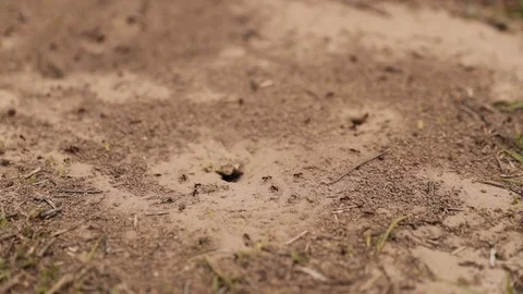 Slow motion fire ants going in sandy hole in ground Stock Footage 107067134