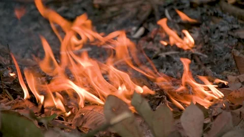 Slow-motion fire burning dry leaves Stock Footage 246526915