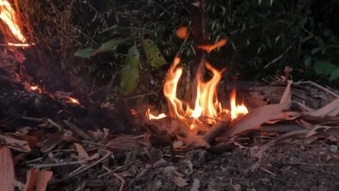 Slow motion of fire burning small plants in the garden Stock Footage 322909512