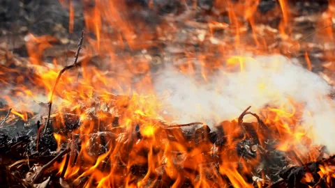 Slow motion fire flame burning in forest nature background Video stock 148383103
