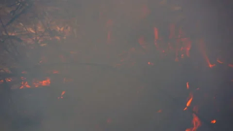 Slow motion fire flame burning in forest nature background Stock-Footage 148383750
