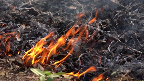 Slow motion fire flame burning in forest nature background 库存影片 148385370