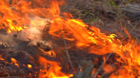 Slow motion fire flame burning in forest nature background 库存影片 148389626
