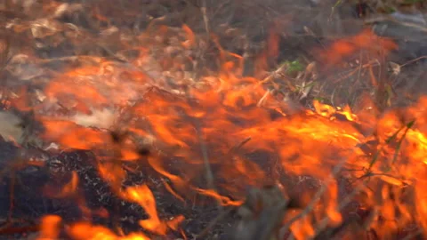 Slow motion fire flame burning in forest nature background, fire motion close up 库存影片 148389792