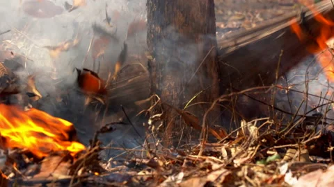 Slow motion fire flame burning in forest nature background Stock-Footage 148391480