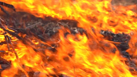 Slow motion fire flame burning in forest nature background, fire motion close up Stock Footage 148393747
