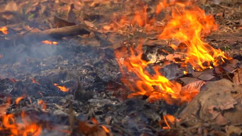 Slow motion fire flame burning in forest nature background Vídeos de archivo 148393823