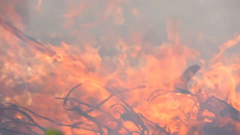 Slow motion fire flame burning in forest nature background, fire motion close up Vídeo Stock 148394178