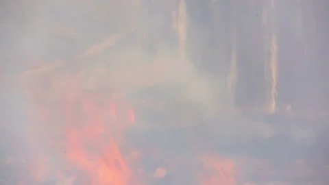 Slow motion fire flame burning in forest nature background 库存影片 148394202