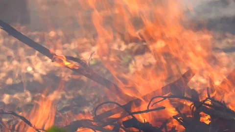 Slow motion fire flame burning in forest nature background 動画素材 148394215