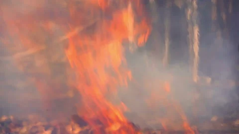 Slow motion fire flame burning in forest nature background 動画素材 148394245