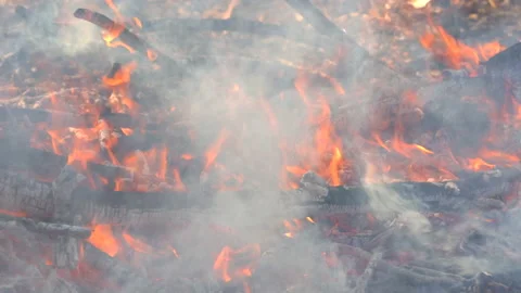 Slow motion fire flame burning in forest nature background Video stock 148394857