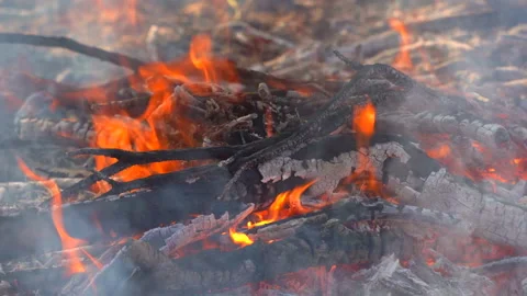 Slow motion fire flame burning in forest nature background 库存影片 148396005