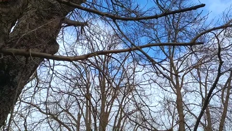 Slow motion first person view below old chestnut tree branches lookup up Stock Footage 145842963