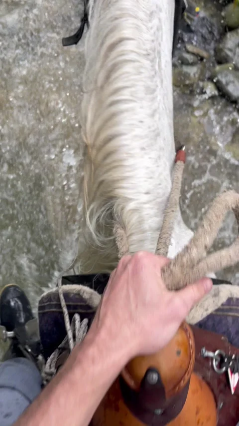 Slow motion first person view over bridle of white horse in a river Stock Footage 345800656