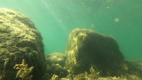 Slow motion of fish between the rocks in the lake bottom Stock Footage 138104505