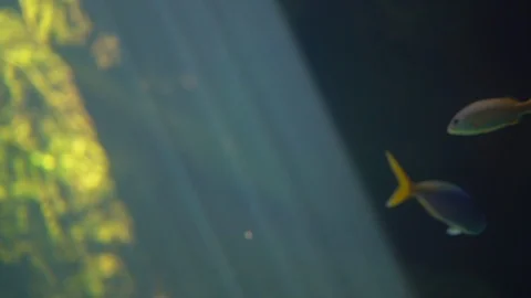 Slow motion fish diving and swimming underwater of sea  Stock Footage 121686317