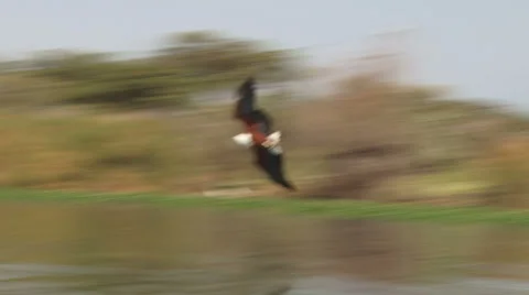 A slow motion of a fish eagle catching a fish Stock Footage 42217623