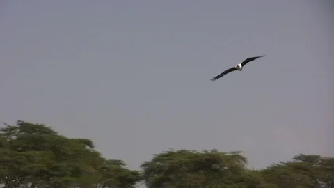 A slow motion of a fish eagle catching a fish in a lake 스톡 동영상 98617363