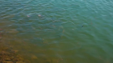 Slow motion fish eating pellets food in dam from feeding 库存影片 116270044