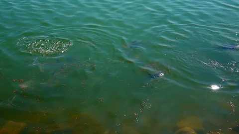 Slow motion fish eating pellets food in dam from feeding Vidéo 116400317