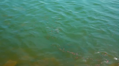 Slow motion fish eating pellets food in dam from feeding Видео 116400350