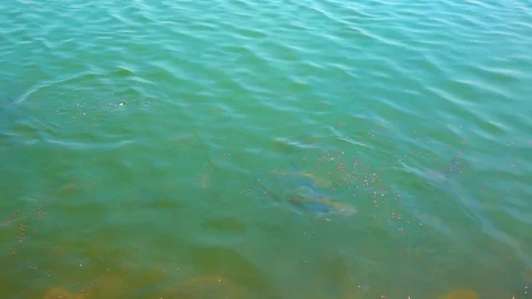 Slow motion fish eating pellets food in dam from feeding Video stock 116400599