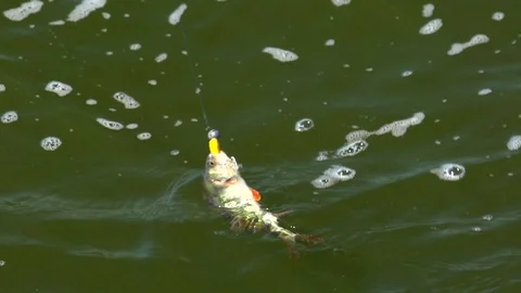Slow motion of a fish perch caught on a hook, that fights in the water Stock Footage 105302775