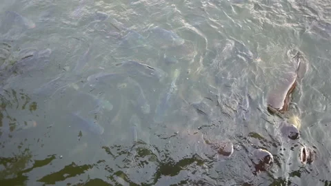 Slow motion fish in pond and eating food from feeding Stock Footage 137440339