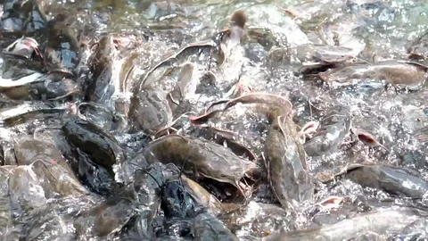Slow motion- A fish pond with Catfish in a feeding frenzy Video stock 119929052