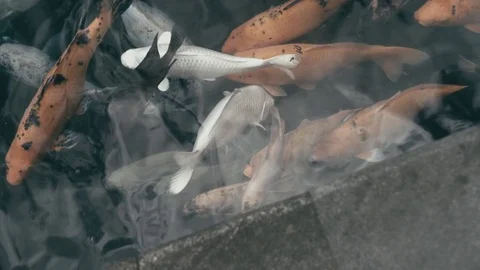 Slow Motion Fish pond Stock Footage 79660856