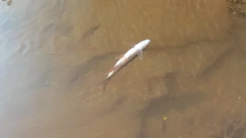 Slow motion of fish in the river floating almost dead Stock Footage 320984672