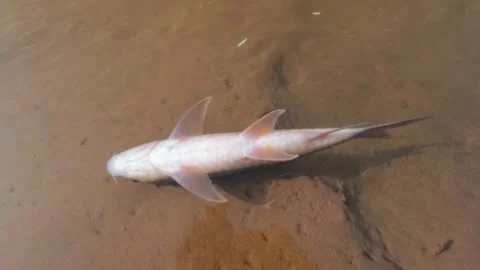 Slow motion of fish in the river floating almost dead Stock Footage 320984715
