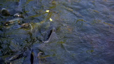 Slow motion fish swimming and eating food in pond 스톡 동영상 140811570