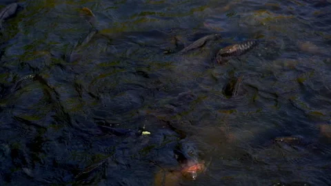 Slow motion fish swimming and eating food in pond Vídeo Stock 140812167