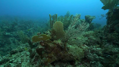 Slow motion of fish swimming under sea, view of aquatic life - Belize City, Stock Footage 130104035