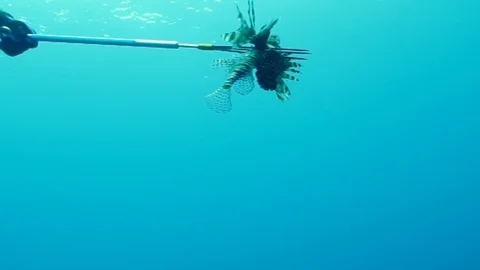 Spear Fishing Stock Video Footage, Royalty Free Spear Fishing Videos