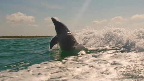 Slow motion of five dolphins jumping out of the water Stock Footage