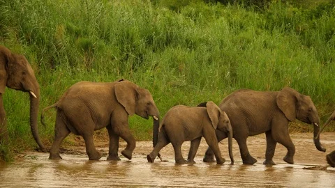 Slow motion: Five elephants cross mud toward river edge, synchronised in a row Stock Footage 105692288