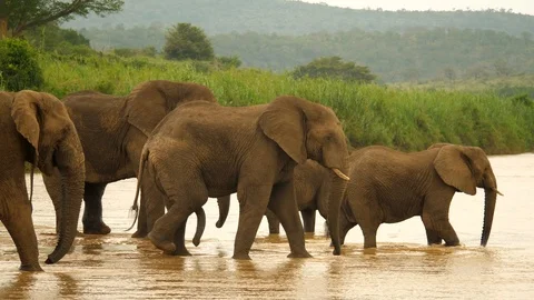 Slow motion: Five elephants walk into brown river, including two excited males Stock Footage 105764906