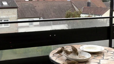 Slow motion: Five house sparrows eating birdseed from a stone bowl on a balcony Stock Footage 94433034