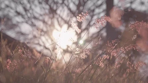 Slow Motion Flare Sun Light on Meadow of Pink Grass Called Rose Natal Grass Blow Stock Footage