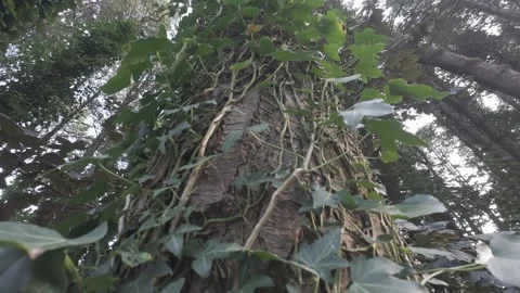 Slow motion flat color close up of ivy leaves on tree trunk Stock Footage 340447825